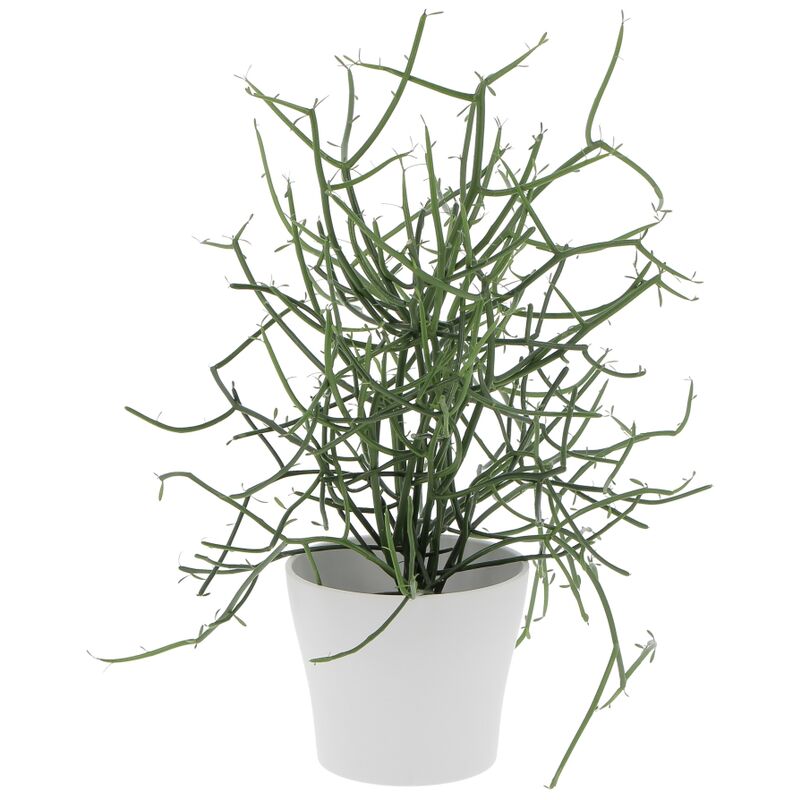 foto del prodotto euphorbia tirucalli con vaso in ceramica panna piante grasse vere da interni pianta succulenta h 30 40 cm 12 cm