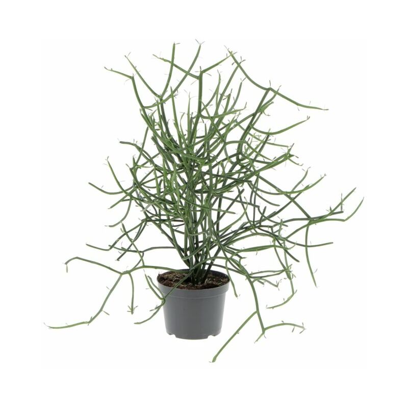 foto del prodotto euphorbia tirucalli piante grasse vere da interni pianta succulenta h 30 40 cm 12 cm