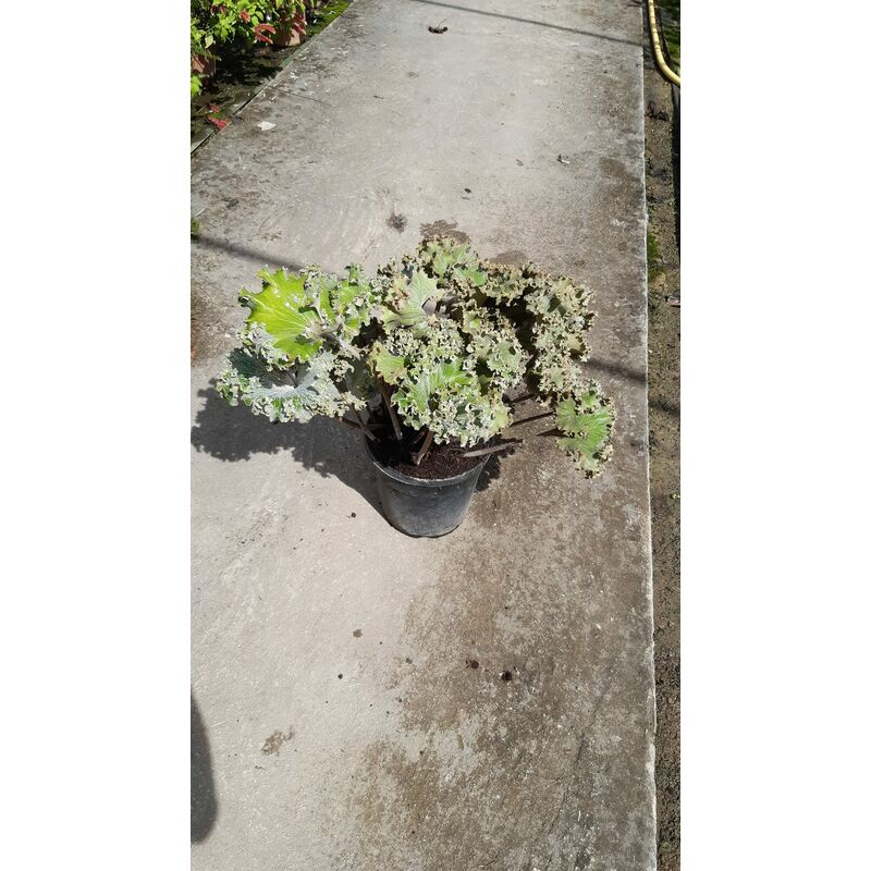 foto del prodotto farfugium japonicum crispy