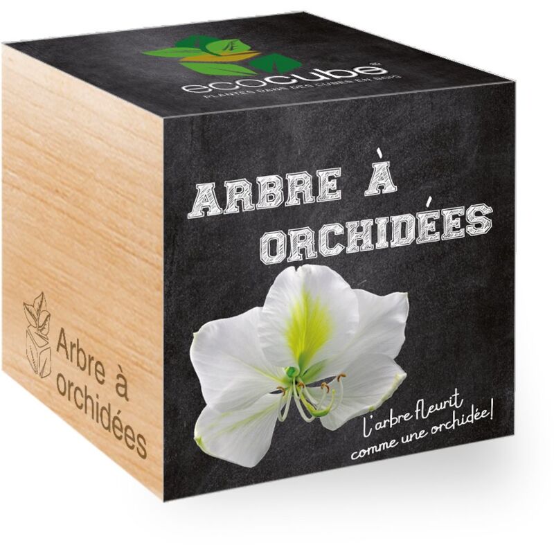 foto del prodotto feel green ecocube, albero di orchidee, idea regalo 100 ecologica , kit per far crescere la propria pianta, piante in cubi di legno da 7,5 cm,
