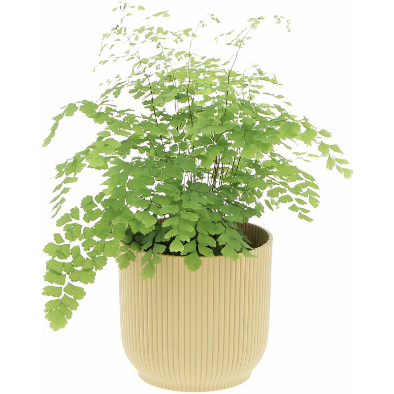 foto del prodotto felce capelvenere con eco vaso yellow adiantum raddianum fragrans h 35 40 cm vaso 14 cm