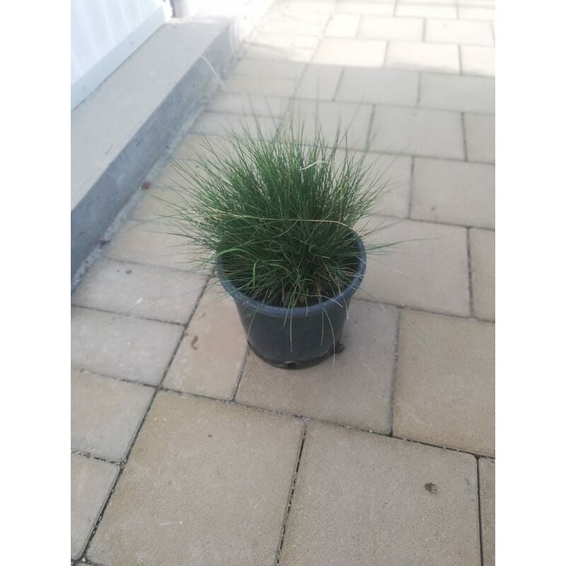 foto del prodotto festuca scoparia v17