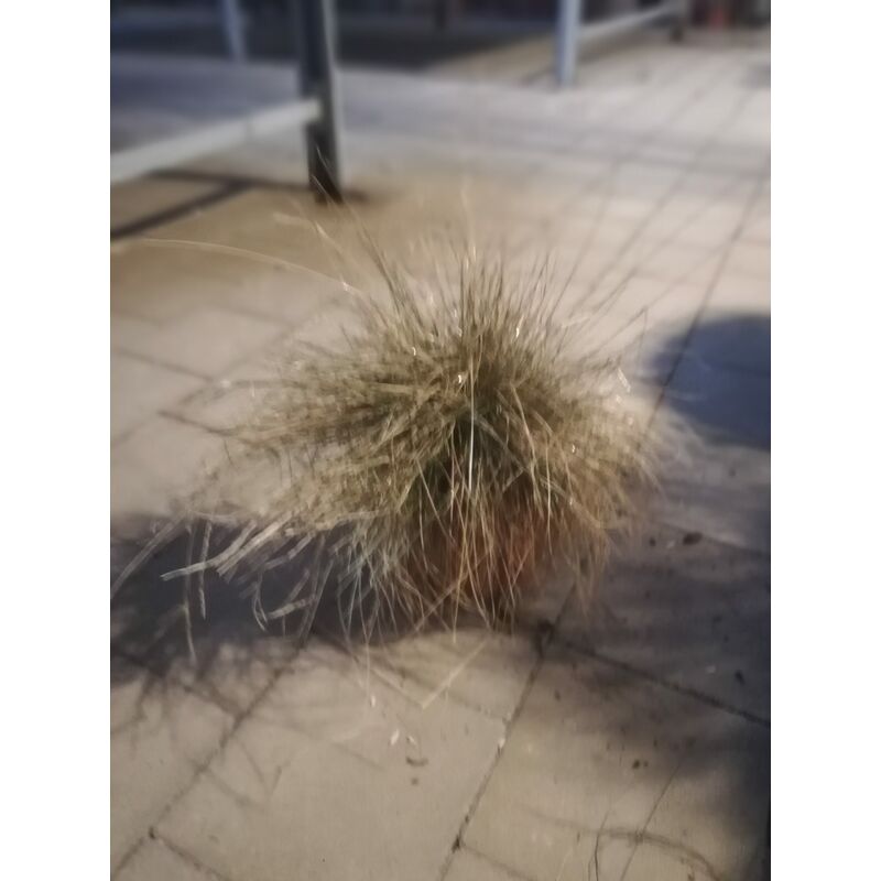 foto del prodotto festuca variegata v17