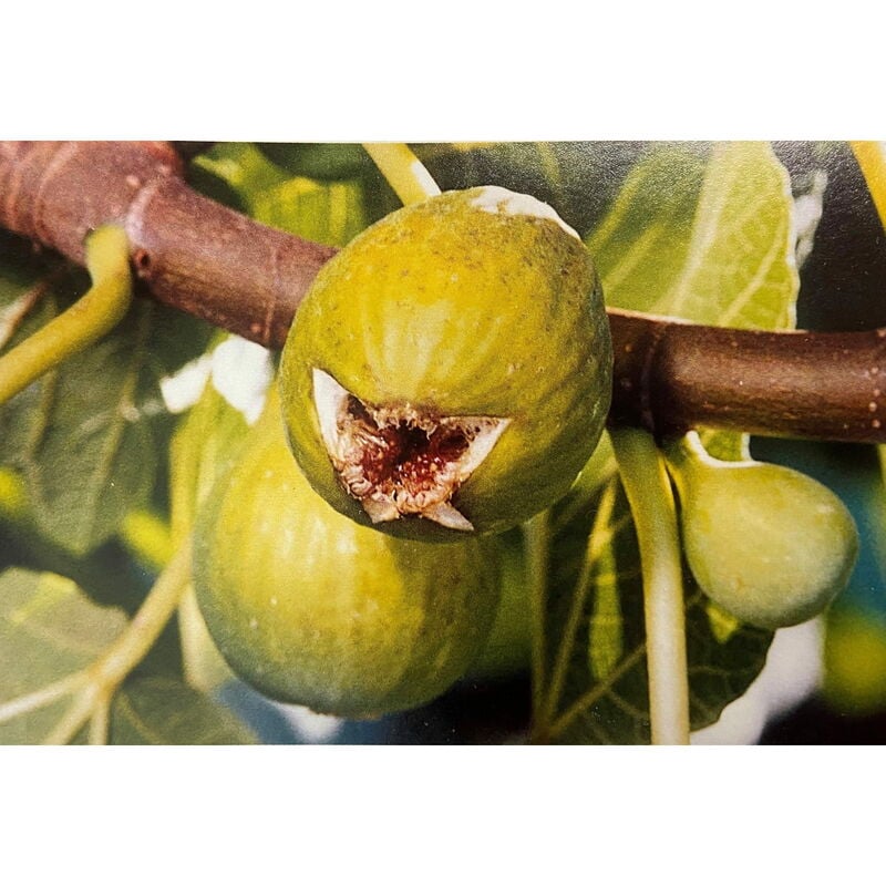 foto del prodotto fico dottato bianco frutti di colore verde giallastro, con polpa rosa