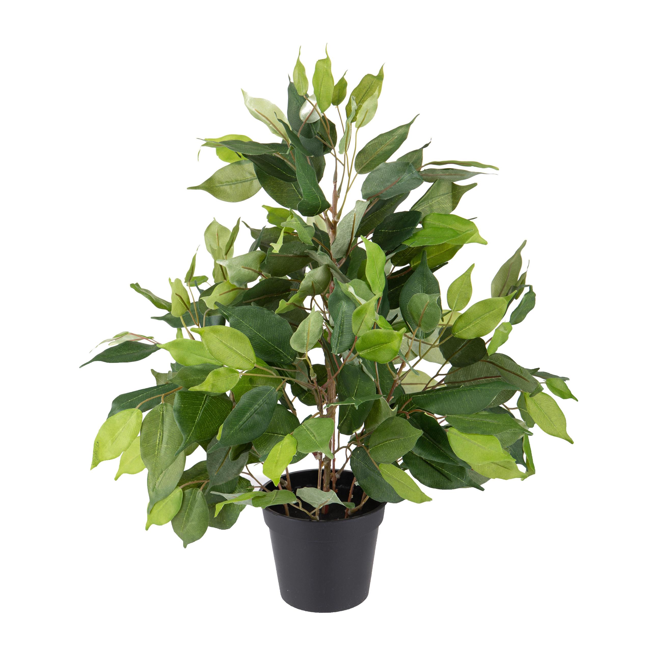 foto del prodotto ficus artificiale con vaso altezza 55 cm verde