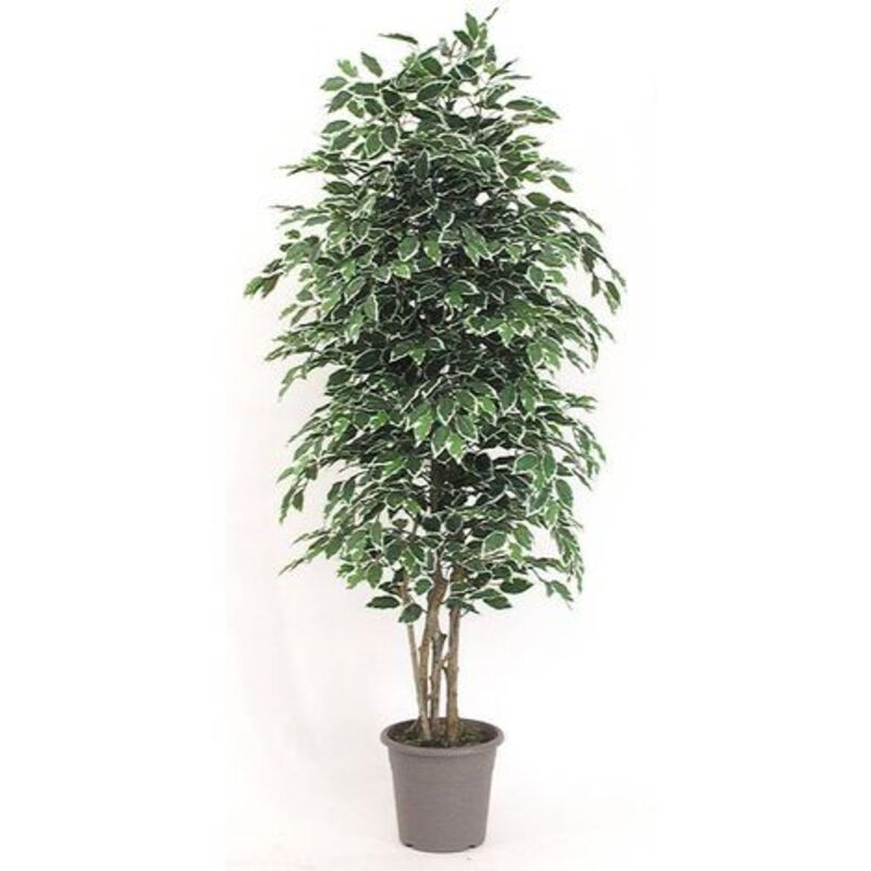 foto del prodotto ficus artificiale normal variegato - tronco medium - da cm 100 a cm 300 - 100