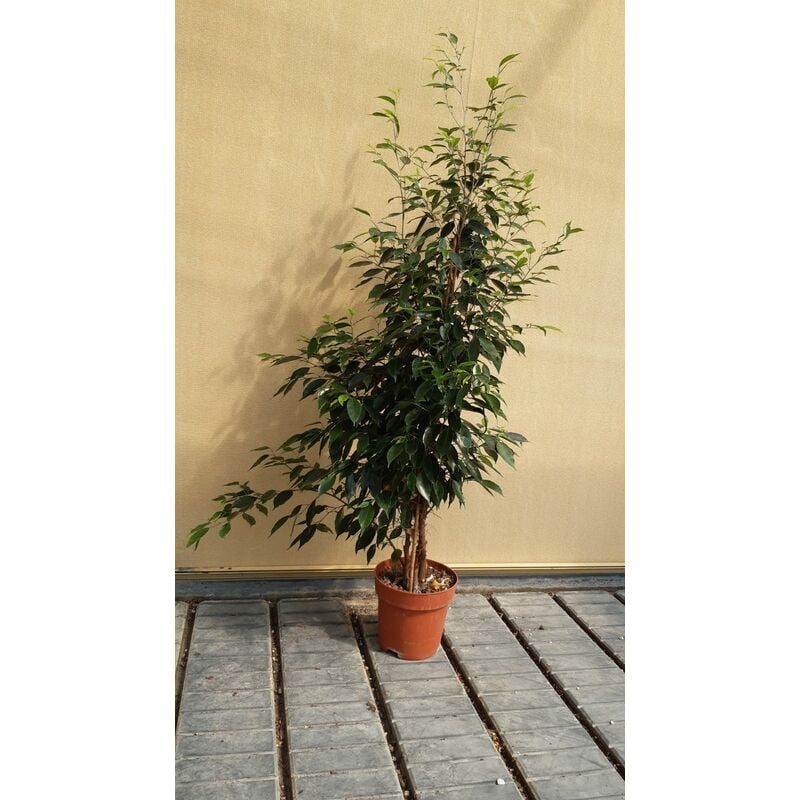 foto del prodotto ficus benjamin exotica