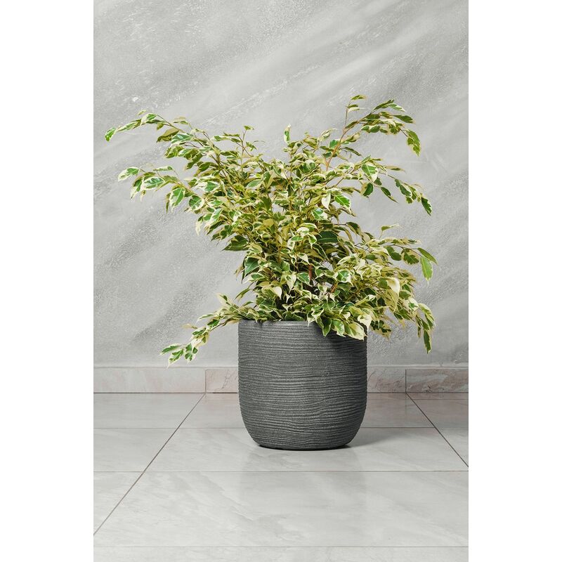 foto del prodotto ficus benjamina variegato starlight vaso 20 h 60 70 cm foto reali pianta vera