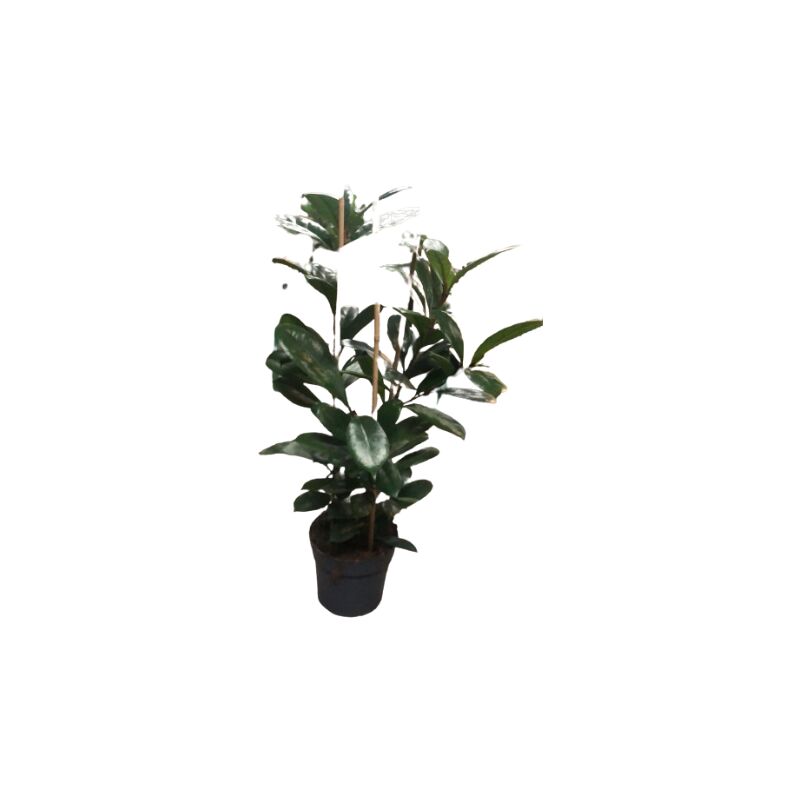 foto del prodotto ficus cyathistipula