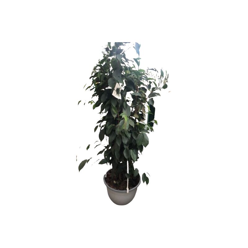 foto del prodotto ficus danielle