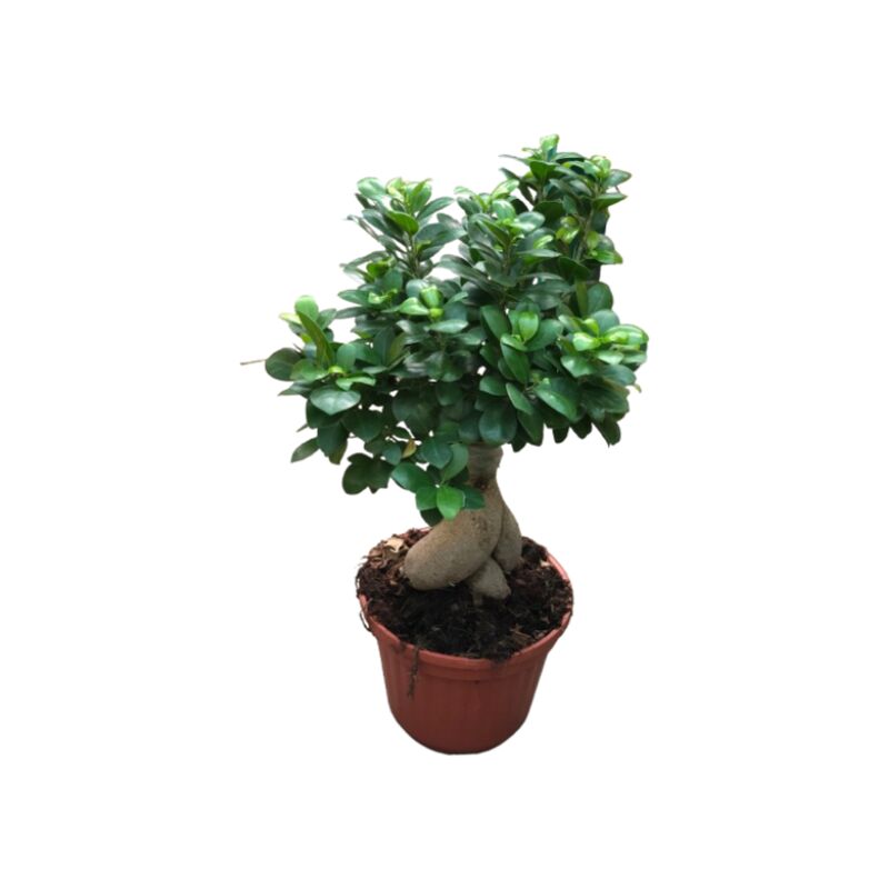 foto del prodotto ficus ginseng bonsai