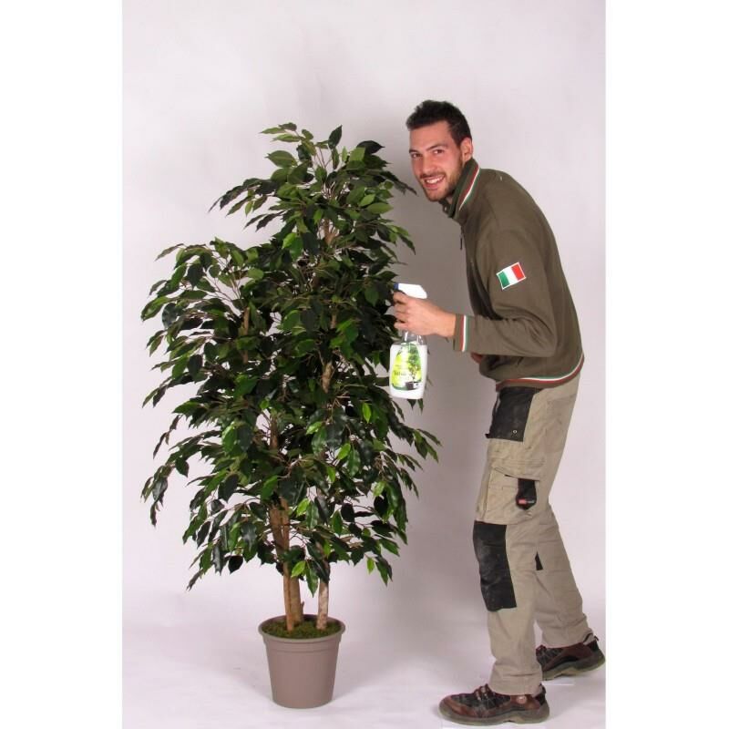 foto del prodotto ficus luxe small seminaturale verde tronco bosco - 150