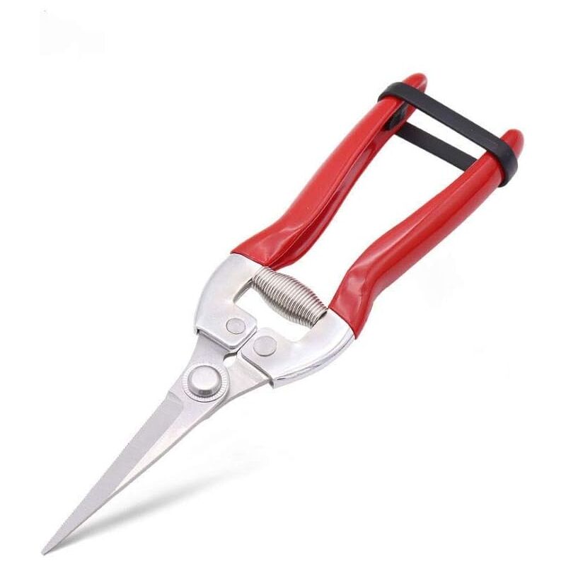 foto del prodotto forbici da giardinaggio con manico in acciaio inox per tagliare la frutta