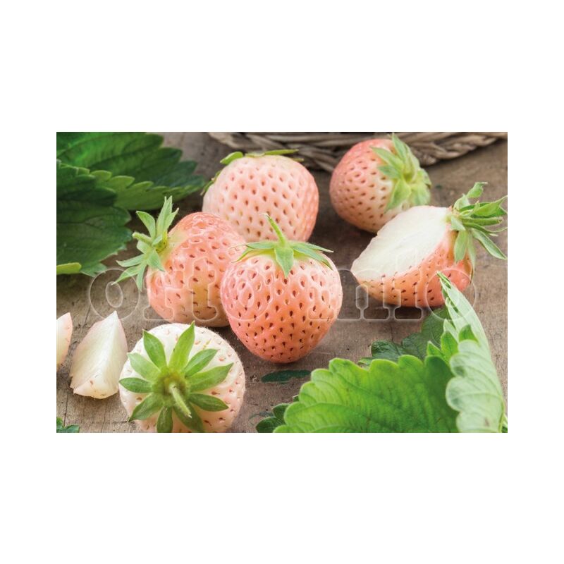 foto del prodotto fragola bianca orto mio