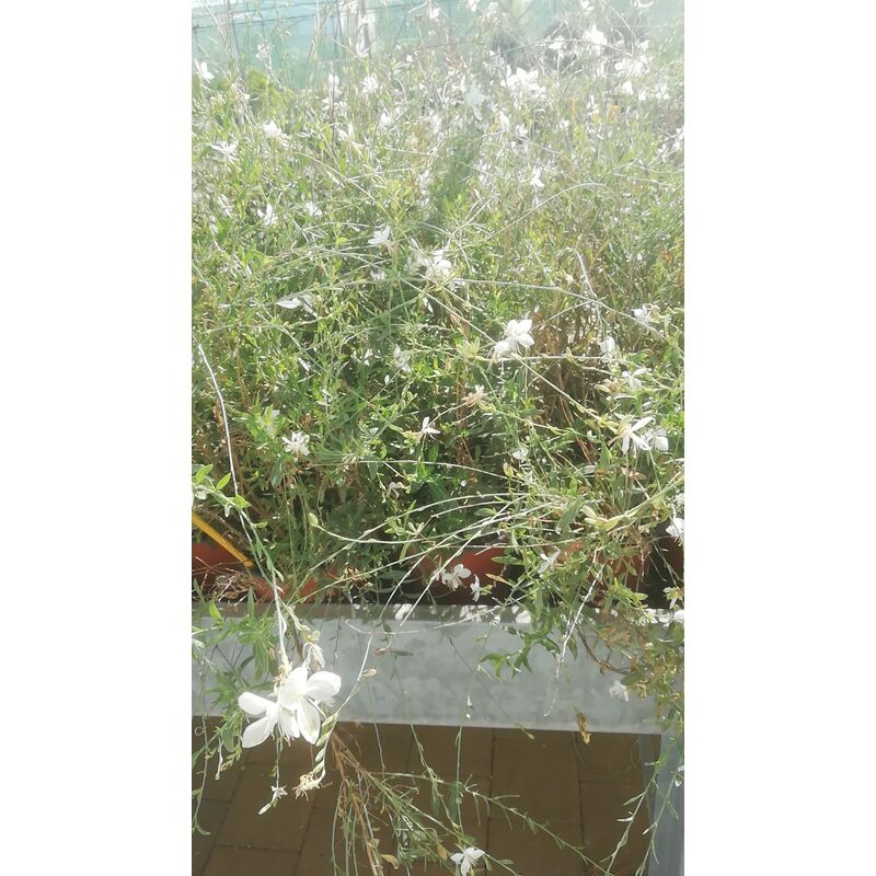 foto del prodotto gaura lindheimeri alba 16