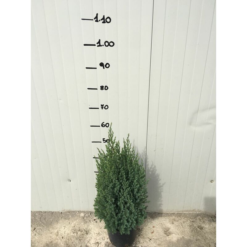 foto del prodotto ginepro chinensis stricta juniperus chinensis stricta vaso 18cm