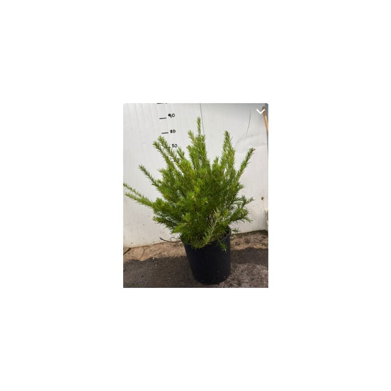 foto del prodotto grevillea juniperina vaso 24cm foto reali