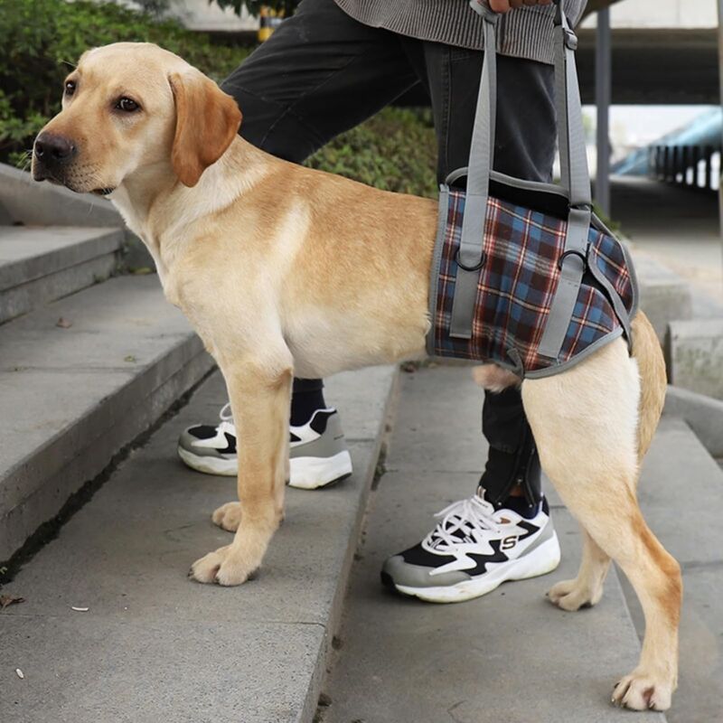 foto del prodotto guinzaglio di sostegno per cani, zampe posteriori per animali domestici, sollevamento regolabile, cinghia di recupero per cani, riabilitazione,