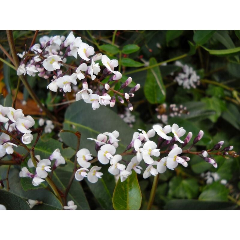 foto del prodotto hardenbergia alba v17