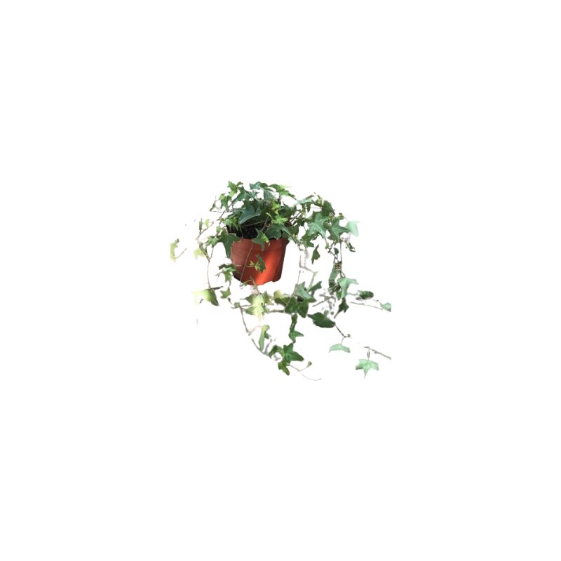 foto del prodotto hedera helix