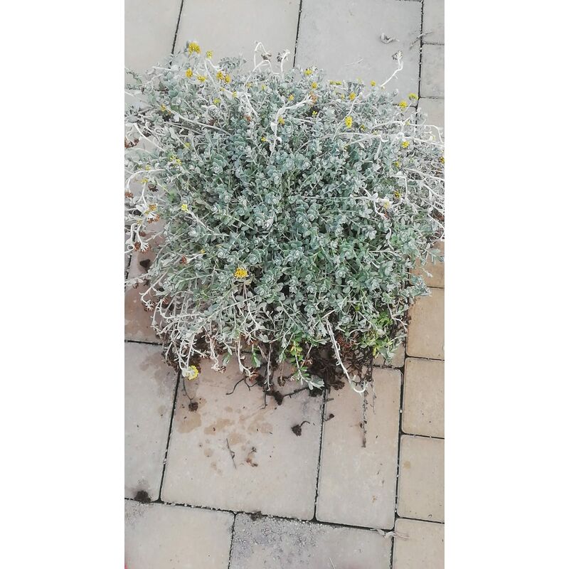 foto del prodotto helichrysum cymosum v17