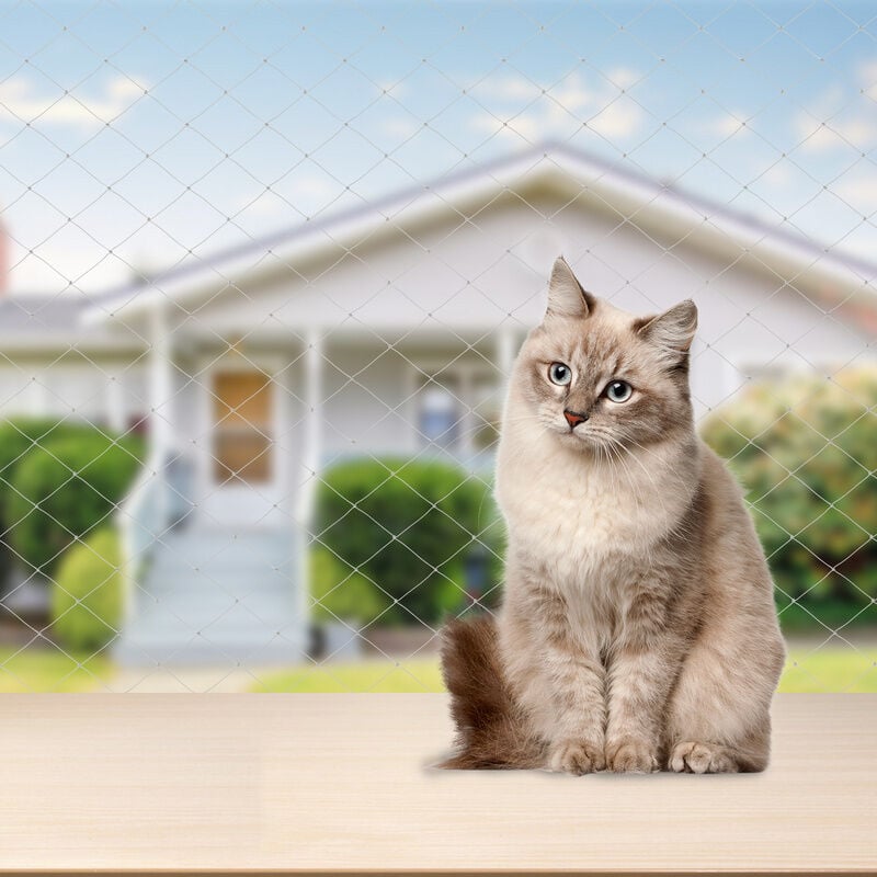 foto del prodotto hengda swanew rete di protezione per gatti rete per gatti altri accessori per gatti rete di sicurezza rete per balconi 3x8m