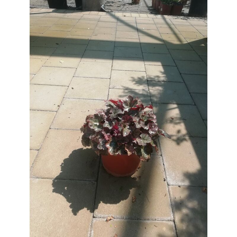 foto del prodotto heuchera v17