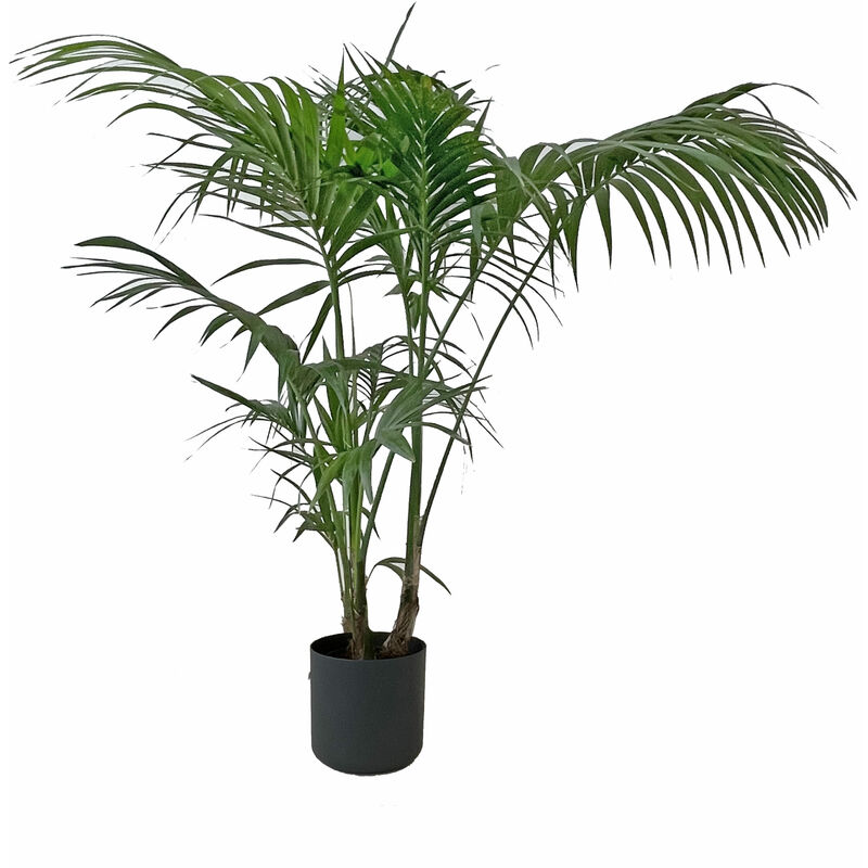 foto del prodotto howea forsteriana kentia con eco vaso round black palma da interno vera pianta tropicale h 170 180 cm vaso 24 cm