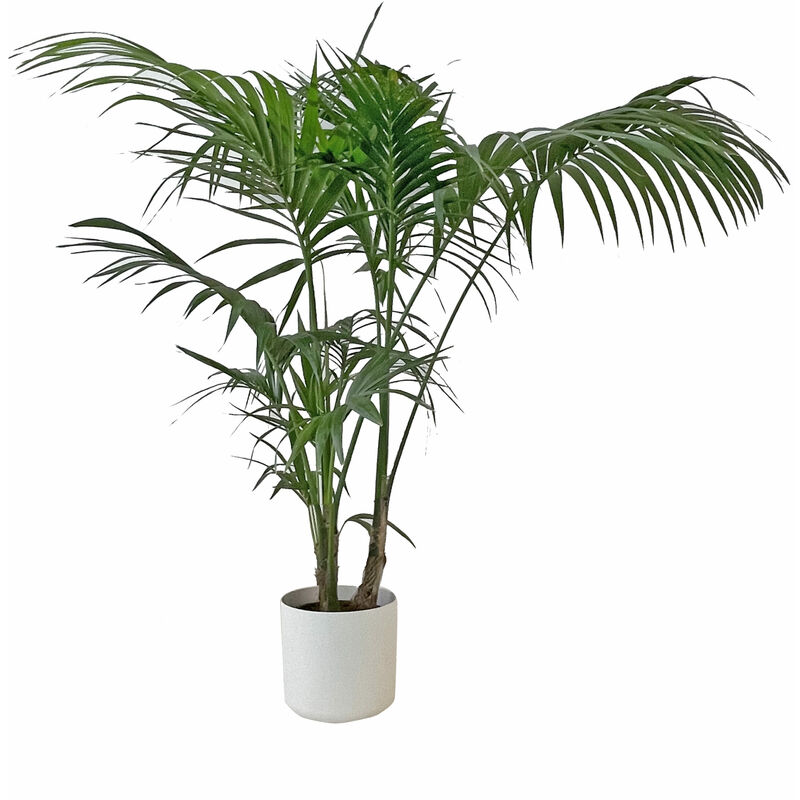 foto del prodotto howea forsteriana kentia con eco vaso round white palma da interno vera pianta tropicale h 170 180 cm vaso 24 cm
