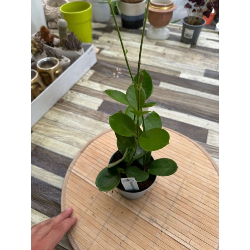 foto del prodotto hoya australis vaso 10cm foto reali fiore di cera pianta grassa