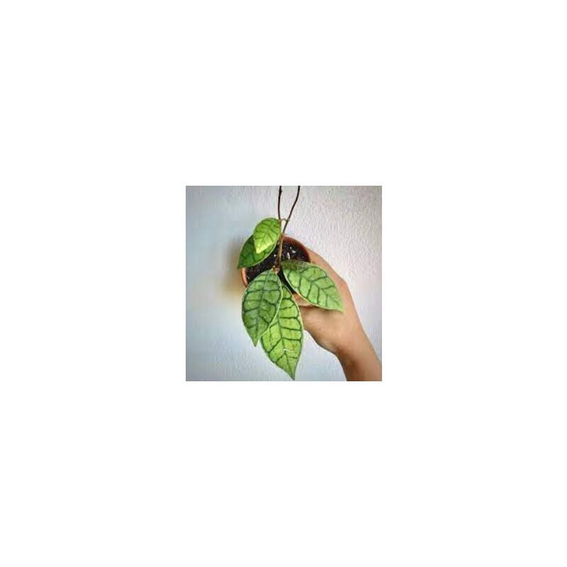 foto del prodotto hoya callistophylla fiore di cera vaso 8cm foto reali