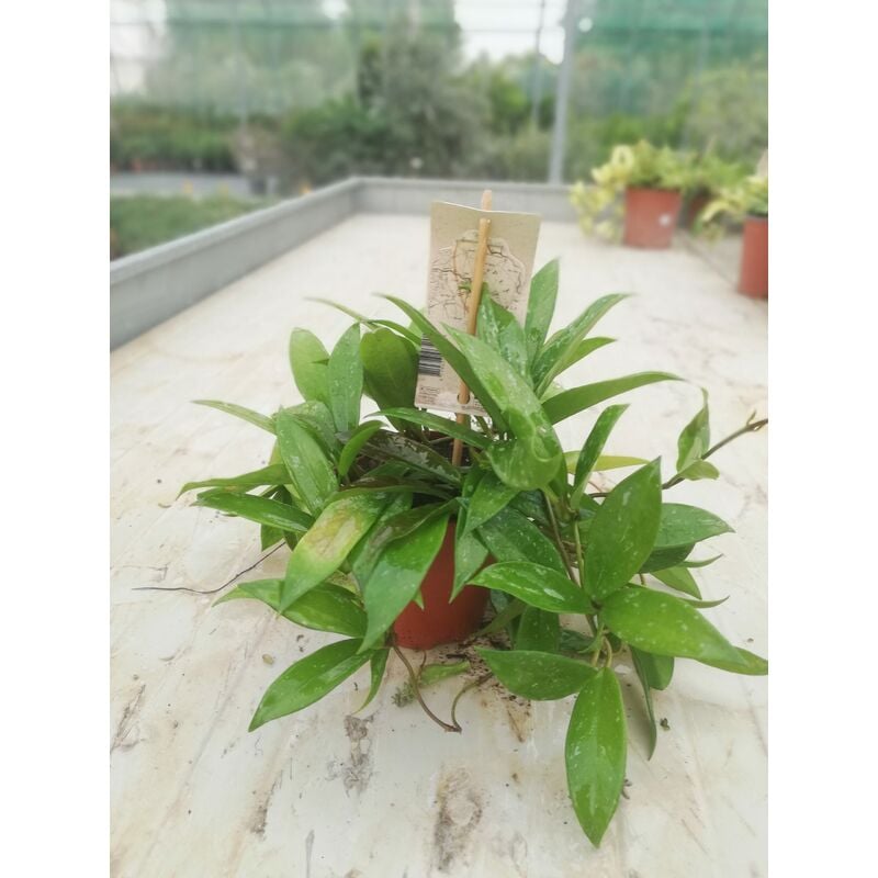 foto del prodotto hoya carnosa v12