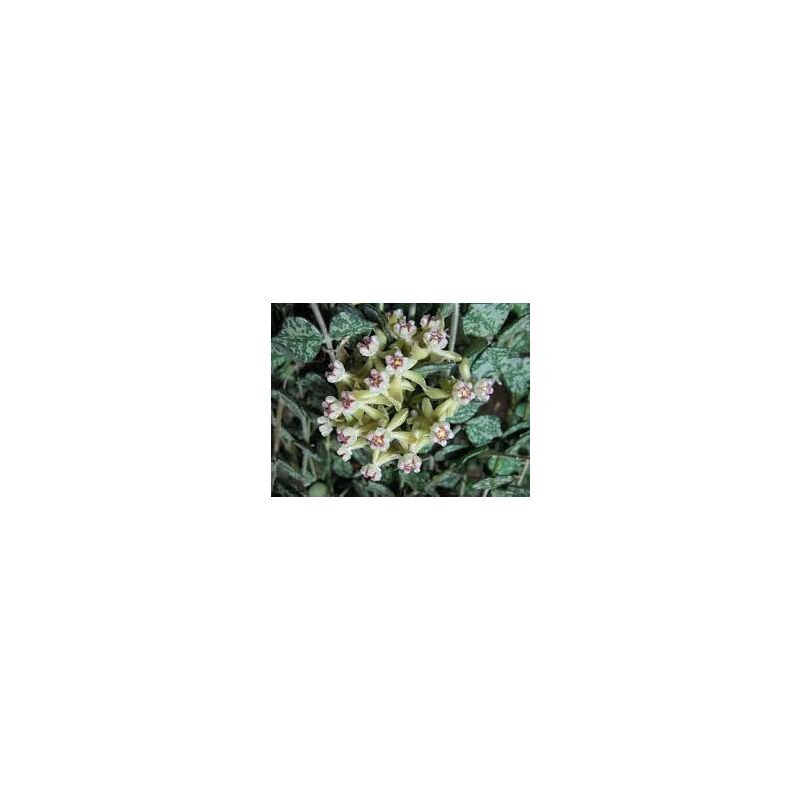foto del prodotto hoya curtisii fiore di cera foto reali vaso 12cm pianta grassa