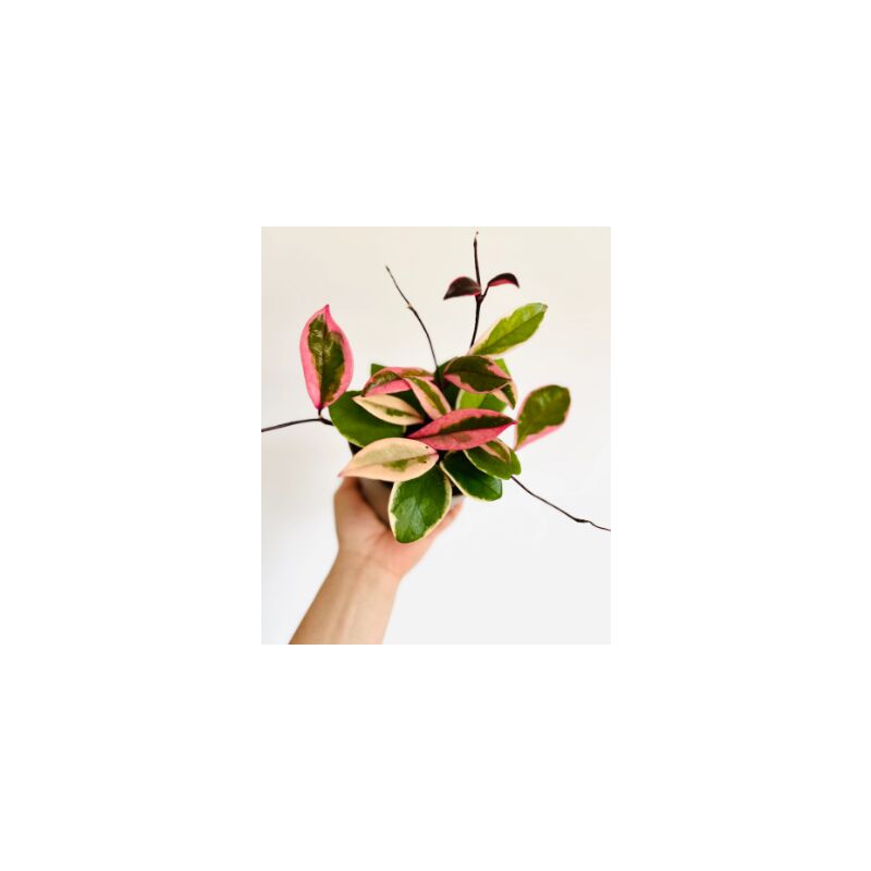 foto del prodotto hoya flamingo dream fiore di cera vaso 12