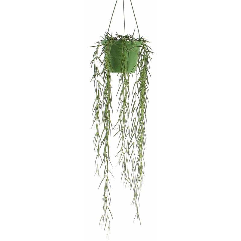 foto del prodotto hoya linearis piante vere da interni pianta tropicale ricadente vaso 14 cm