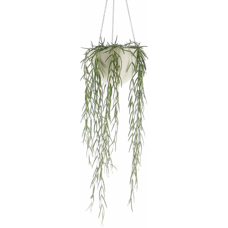 foto del prodotto hoya linearis piante vere da interni pianta tropicale ricadente vaso 14 cm