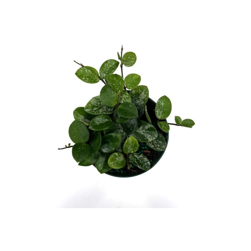 foto del prodotto hoya matilde vaso 8cm fiore di cera foto reale