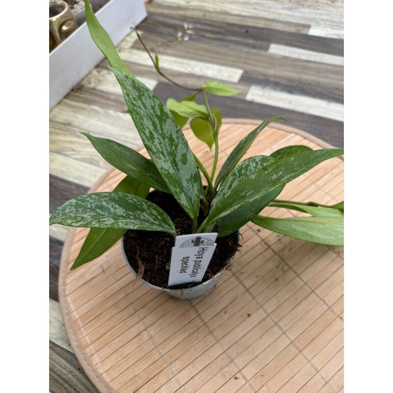 foto del prodotto hoya pubicalyx silver pink
