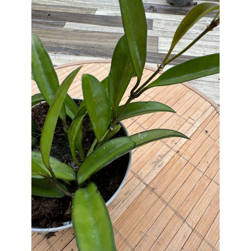 foto del prodotto hoya wayetii fiore di cera foto reali pianta grassa
