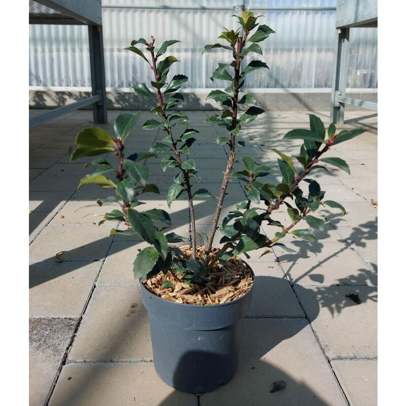 foto del prodotto ilex baccato