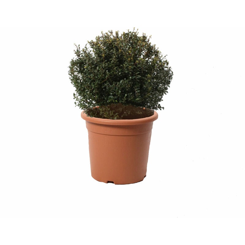 foto del prodotto ilex crenata glory gem a forma di palla piante vere da esterno resistenti h 40 50 cm vaso 24 cm