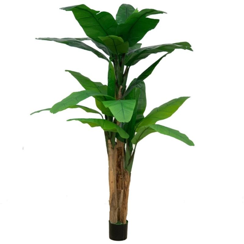 foto del prodotto iperbriko pianta di banano 200 x 200 cm con vaso