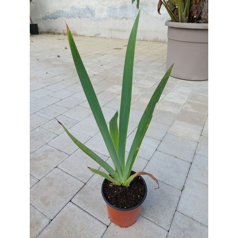 foto del prodotto iris germanica