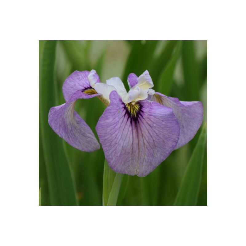 foto del prodotto iris palustris