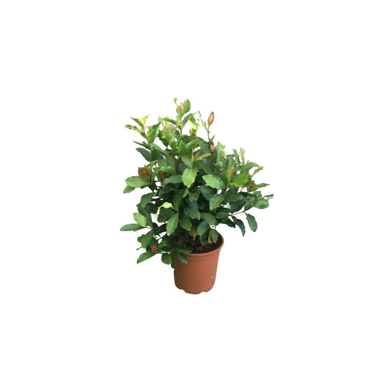 immagine 0 del prodotto ixora coccinea