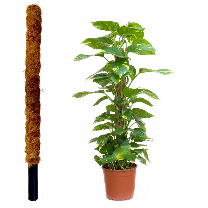 foto del prodotto jardinlife tutor fibra di cocco naturale per piante rampicanti e rampicanti, guida alle radici 60 cm 