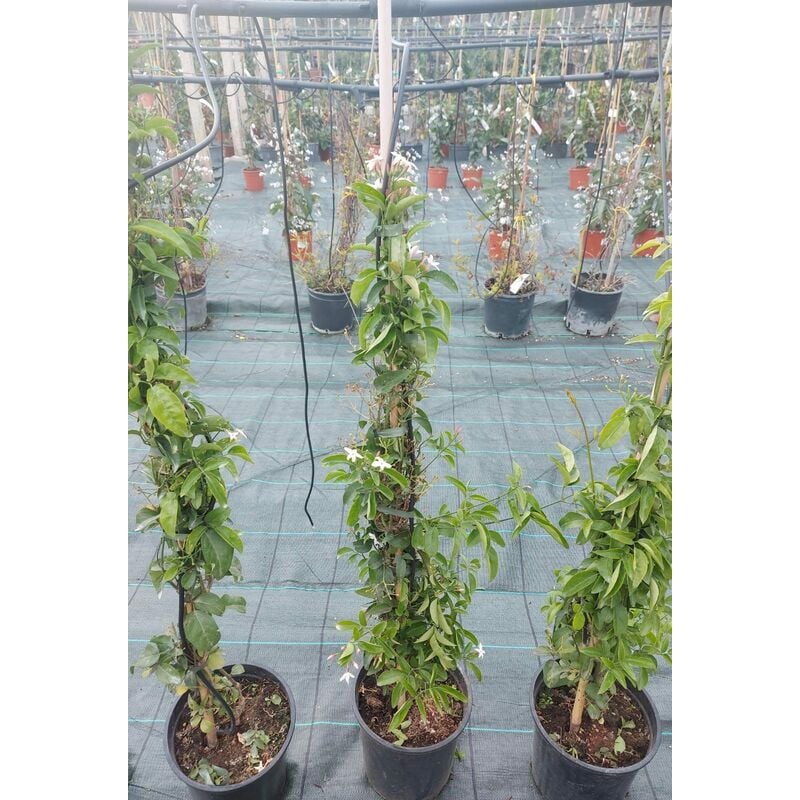 foto del prodotto jasminum azoricum