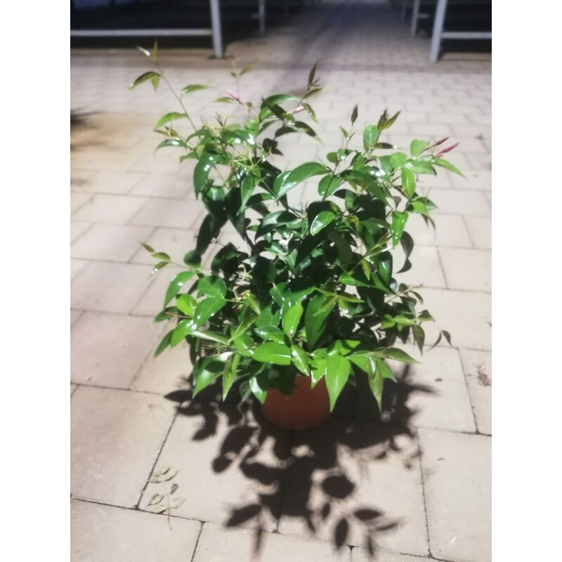 foto del prodotto jasminum nitidum v17