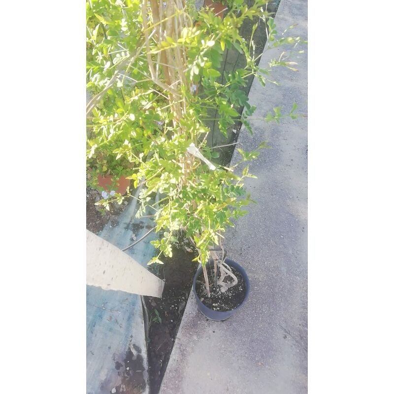 foto del prodotto jasminum officinalis v20