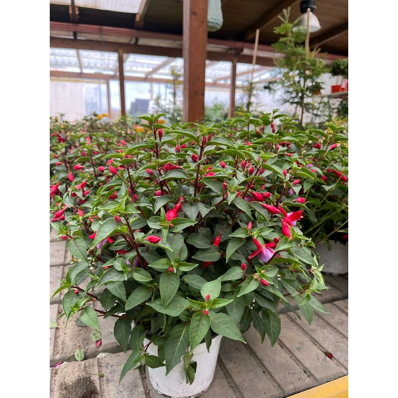 foto del prodotto juniperus v13